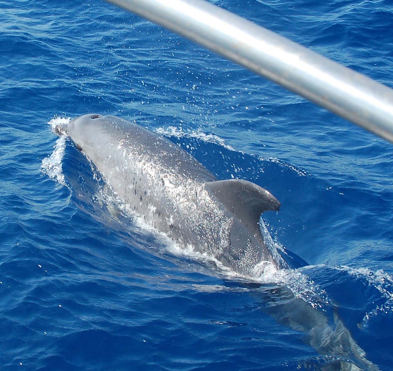 Delfín navegando junto a Atlantis