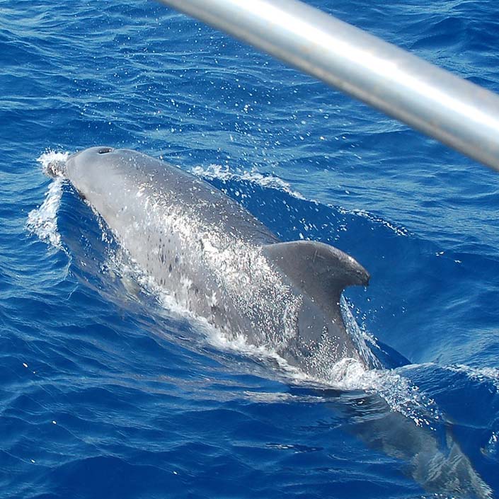 Avante Navega. Albatros II. Delfines en la navegacion