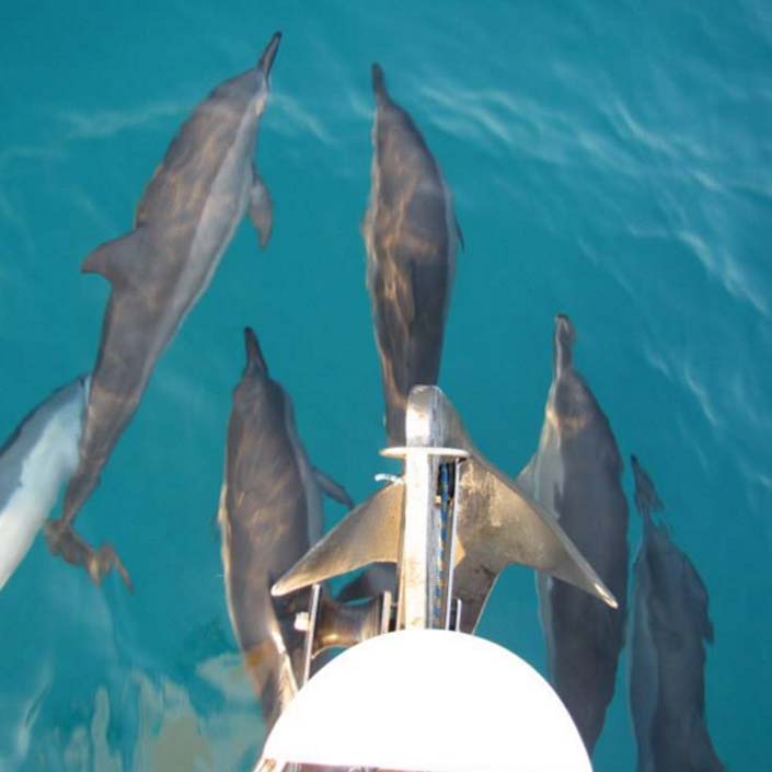 Avante Navega. Crucero Escuela Baleares. Atlantis cinco navegando con delfines