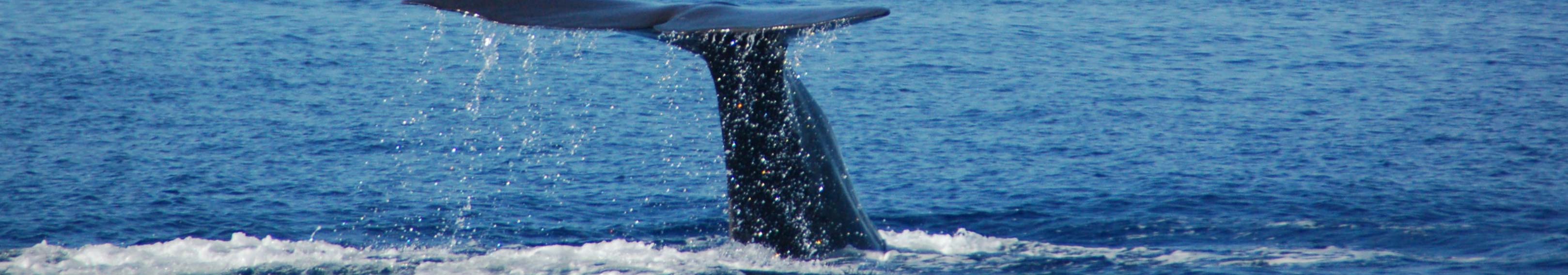 Capitán de Yate. Ballena se sumerge cerca de las Islas Azores