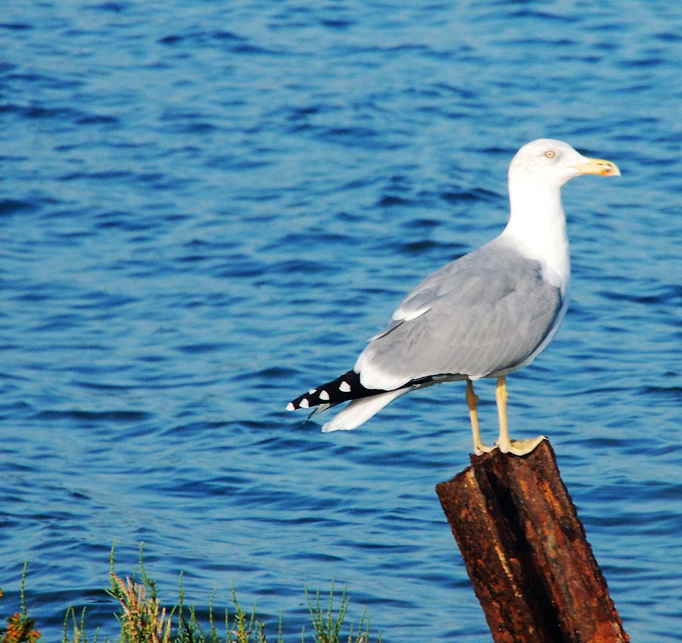 Gaviota posada, siempre se mantiene aproada al viento